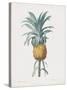 Bromelia Ananas-Pierre Joseph Redoute-Stretched Canvas