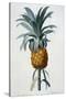 Bromelia Ananas-Pierre Joseph Redoute-Stretched Canvas