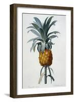 Bromelia Ananas-Pierre Joseph Redoute-Framed Giclee Print
