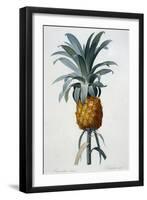 Bromelia Ananas-Pierre Joseph Redoute-Framed Giclee Print