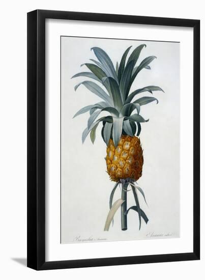 Bromelia Ananas-Pierre Joseph Redoute-Framed Giclee Print