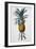 Bromelia Ananas-Pierre Joseph Redoute-Framed Giclee Print