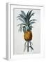 Bromelia Ananas-Pierre Joseph Redoute-Framed Giclee Print