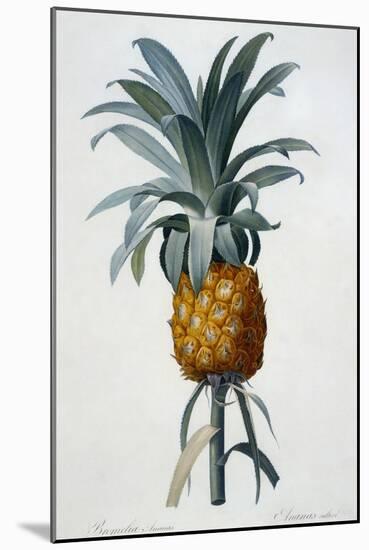 Bromelia Ananas-Pierre Joseph Redoute-Mounted Giclee Print