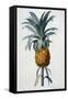 Bromelia Ananas-Pierre Joseph Redoute-Framed Stretched Canvas