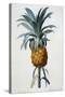 Bromelia Ananas-Pierre Joseph Redoute-Stretched Canvas