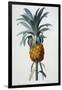 Bromelia Ananas-Pierre Joseph Redoute-Framed Giclee Print