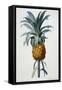 Bromelia Ananas-Pierre Joseph Redoute-Framed Stretched Canvas