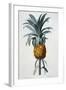 Bromelia Ananas-Pierre Joseph Redoute-Framed Giclee Print