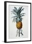 Bromelia Ananas-Pierre Joseph Redoute-Framed Giclee Print