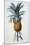 Bromelia Ananas-Pierre Joseph Redoute-Mounted Giclee Print