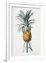 Bromelia ananas-Pierre-Joseph Redouté-Framed Giclee Print