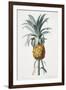 Bromelia ananas-Pierre-Joseph Redouté-Framed Giclee Print