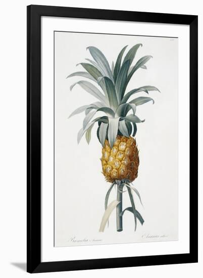 Bromelia ananas-Pierre-Joseph Redouté-Framed Giclee Print