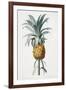 Bromelia ananas-Pierre-Joseph Redouté-Framed Giclee Print