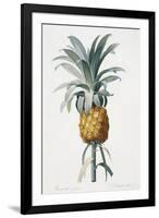 Bromelia ananas-Pierre-Joseph Redouté-Framed Giclee Print