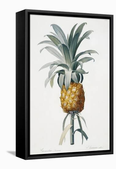 Bromelia ananas-Pierre-Joseph Redouté-Framed Stretched Canvas