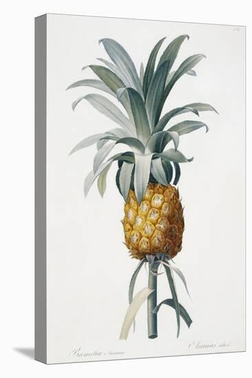 Bromelia ananas-Pierre-Joseph Redouté-Stretched Canvas