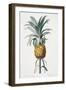 Bromelia ananas-Pierre-Joseph Redouté-Framed Giclee Print