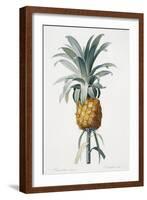 Bromelia ananas-Pierre-Joseph Redouté-Framed Giclee Print