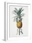 Bromelia ananas-Pierre-Joseph Redouté-Framed Giclee Print
