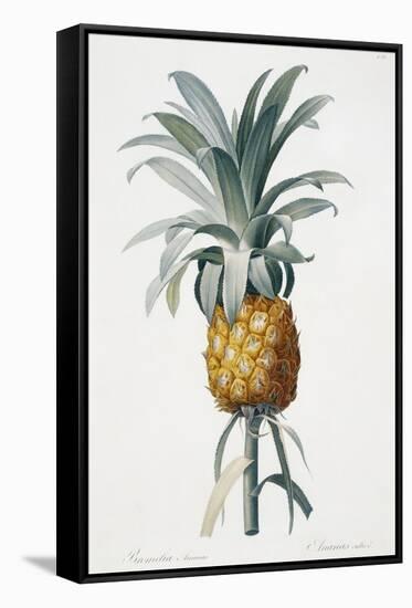 Bromelia ananas-Pierre-Joseph Redouté-Framed Stretched Canvas