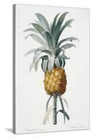 Bromelia ananas-Pierre-Joseph Redouté-Stretched Canvas