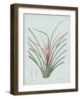 Bromelia Karatas - Celadon-Pierre Joseph Redoute-Framed Giclee Print