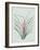 Bromelia Karatas - Celadon-Pierre Joseph Redoute-Framed Giclee Print