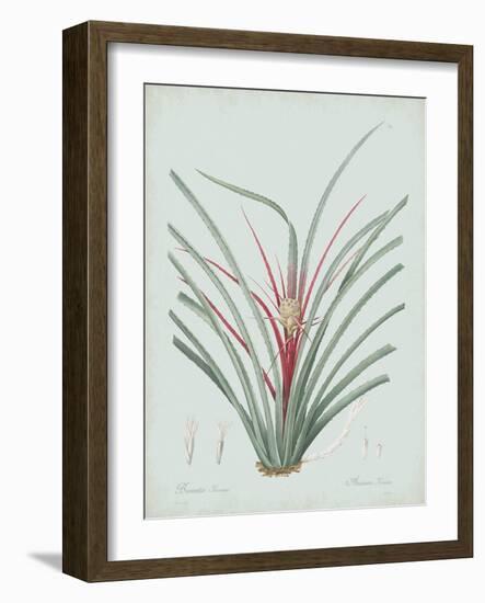 Bromelia Karatas - Celadon-Pierre Joseph Redoute-Framed Giclee Print