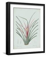 Bromelia Karatas - Celadon-Pierre Joseph Redoute-Framed Giclee Print