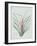 Bromelia Karatas - Celadon-Pierre Joseph Redoute-Framed Giclee Print