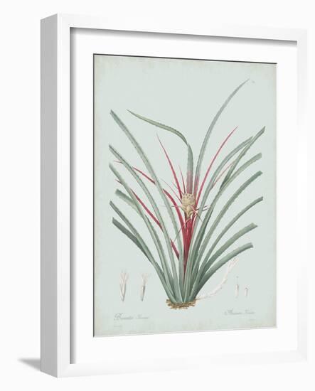 Bromelia Karatas - Celadon-Pierre Joseph Redoute-Framed Giclee Print