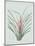 Bromelia Karatas - Celadon-Pierre Joseph Redoute-Mounted Giclee Print