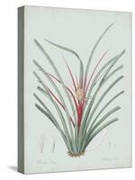 Bromelia Karatas - Celadon-Pierre Joseph Redoute-Stretched Canvas