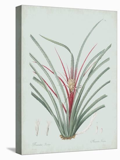 Bromelia Karatas - Celadon-Pierre Joseph Redoute-Stretched Canvas