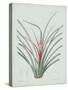 Bromelia Karatas - Celadon-Pierre Joseph Redoute-Stretched Canvas