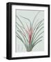 Bromelia Karatas - Celadon-Pierre Joseph Redoute-Framed Giclee Print