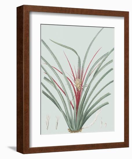 Bromelia Karatas - Celadon-Pierre Joseph Redoute-Framed Giclee Print