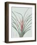 Bromelia Karatas - Celadon-Pierre Joseph Redoute-Framed Giclee Print