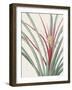 Bromelia Karatas - Focus-Pierre Joseph Redoute-Framed Giclee Print