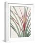 Bromelia Karatas - Focus-Pierre Joseph Redoute-Framed Giclee Print