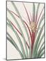 Bromelia Karatas - Focus-Pierre Joseph Redoute-Mounted Giclee Print