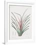 Bromelia Karatas-Pierre Joseph Redoute-Framed Giclee Print