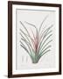 Bromelia Karatas-Pierre Joseph Redoute-Framed Giclee Print