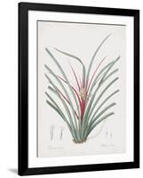 Bromelia Karatas-Pierre Joseph Redoute-Framed Giclee Print