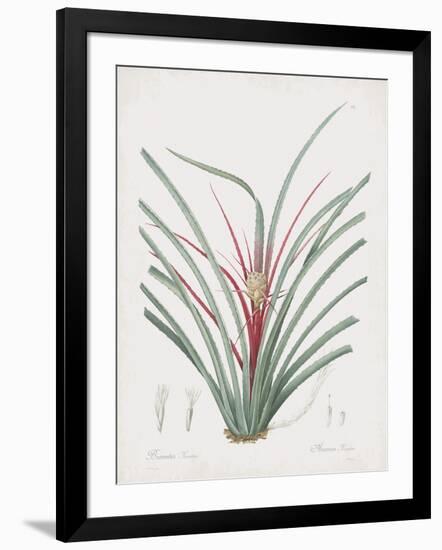 Bromelia Karatas-Pierre Joseph Redoute-Framed Giclee Print