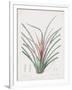 Bromelia Karatas-Pierre Joseph Redoute-Framed Giclee Print