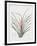 Bromelia Karatas-Pierre Joseph Redoute-Framed Giclee Print