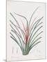 Bromelia Karatas-Pierre Joseph Redoute-Mounted Giclee Print